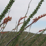 Ocotillo - almost in bloom  4/16