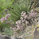 Dalea,  Buehman Canyon 4/22