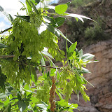 Velvet Ash, Buehman Canyon 4/22
