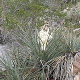 Blooming Yucca in Buehman Canyon 4/22