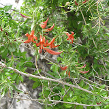 Thurber's Desert Honeysuckle - Buehman Canyon 4/22