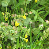 Seep Monkeyflower,  Buehman Canyon 4/22