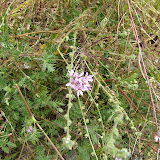 Redstem Stork's Bill, Buehman Canyon 4/22