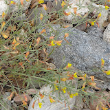 Low Rattlebox - Buehman Canyon 4/22