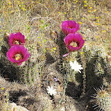 Blooming headgehogs 4/15