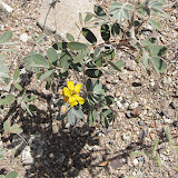 Desert Senna 4/25