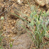 Horny toad next to Mariposa - AZ Trail 4/16