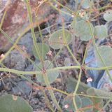 Skeleton Weed close-up 4/25
