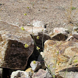 Unidentified, in rock wall -close-up 4/25