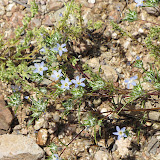 Miniature Woollystar 4/26