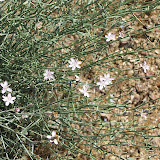 Close-up, Unidentified plant with lavender flowers 4/26