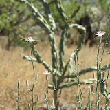 Side view/zoom in, Unidentified plant with lavender flowers 4/26