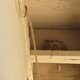 Four hungry Say's Phoebes 4/28
