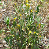 Unidentified yellow flowers 4/28