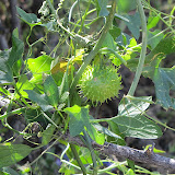CLose-up, Gila Manroot - AZ Trail 4/29