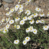Tiny unidentified 'daisy', AZ trail 4/29