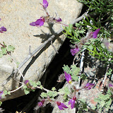 Close-up, AZ Trail 4/29