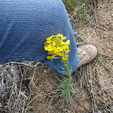 Western Wall Flower, Oracle 4/29
