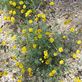 Fiveneedle Pricklyleaf, Kathy's house 4/29