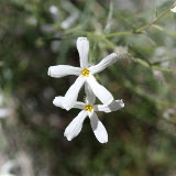 Santa Catalina Mountain Phlox, Sabino Canyon, Tucson 5/1 - Richard Derr