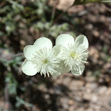 Sabino Canyon, Tucson 5/1 - Richard Derr