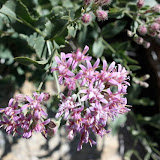 Acourtia, Sabino Canyon, Tucson 5/1 - Richard Derr