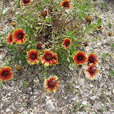 Firewheel Blanketflower, Rt. 77/Oracle, 5/2