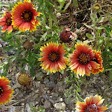 Firewheel Blanketflower, Rt. 77/Oracle, 5/2 copy