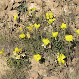 Primrose, next to 3C Ranch, Peppersauce 5/6