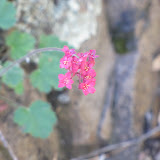 Unidentified red/fuschia - clsoe up Peppersauce 5/6