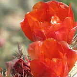 Buckhorn cholla flower close-up 5/8