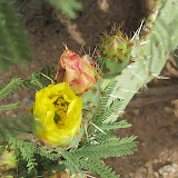 Prickly pear cactus flower 5/8