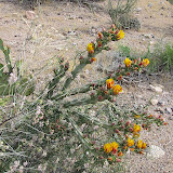 Buckhorn cholla, multi-colored 5/8