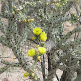 Yellow buckhorn cholla 5/8
