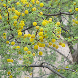Acacia close-up 5/8