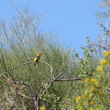 Western Tanager 5/12