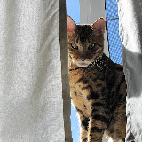 Macho in the window 6/11