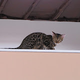 Niña on the wall 4/24
