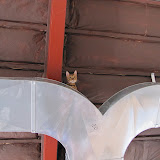 Macho on the ductwork 4/24