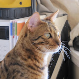 Macho watching birds 8/13