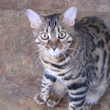 Big-eyed Niña 8/13