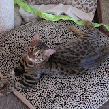 Niña on pillow 8/25
