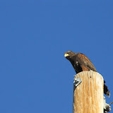 One of two Harris's hawks 8/4