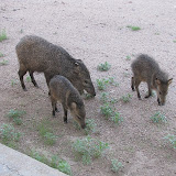 Grazing at the window 8/4