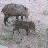 Look at those javelina jaws 8/4