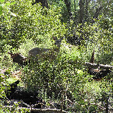 Mule deer at Mt. Lemmon 8/5 hike