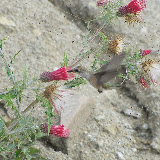 Hummingbird on thistle - Mt. Lemmon trip 8/5