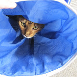Macho in the tube 10/1