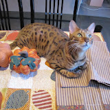 Birthday mischief on the turkey table 11/19/10
