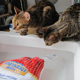 Turkey hunting in the sink 11/22/10